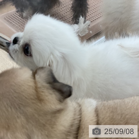 ペキニーズの写真