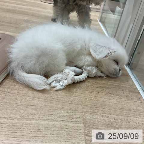 ペキニーズの写真
