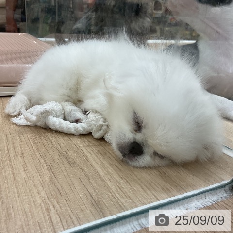 ペキニーズの写真