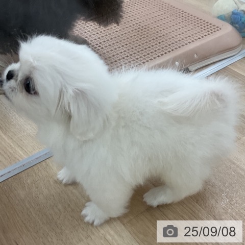 ペキニーズの写真
