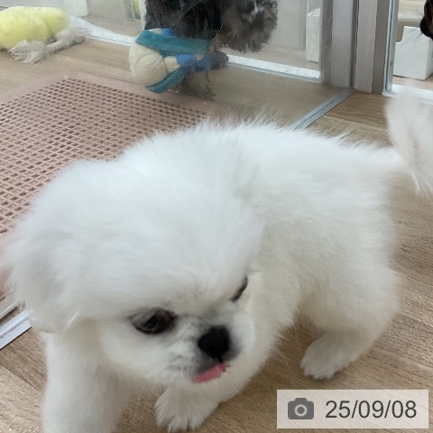 ペキニーズの写真