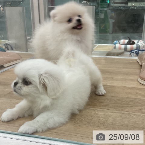 ペキニーズの写真