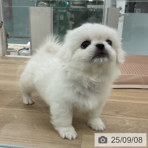 ペキニーズの写真
