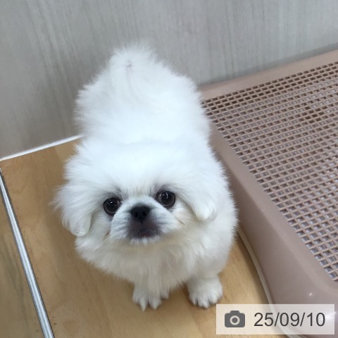ペキニーズの写真