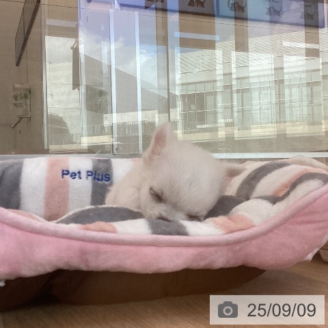チワワの写真