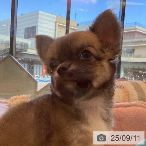 チワワの写真