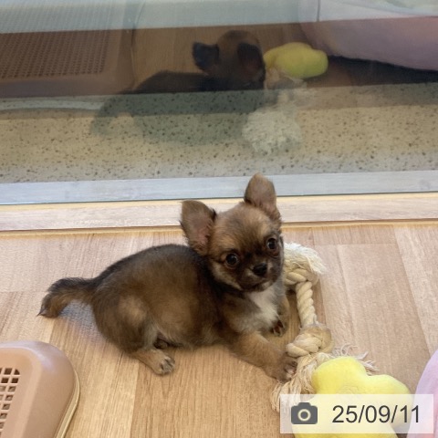 チワワの写真