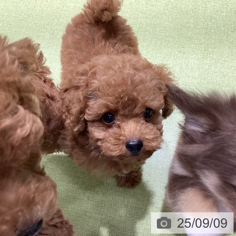 トイ・プードルの写真