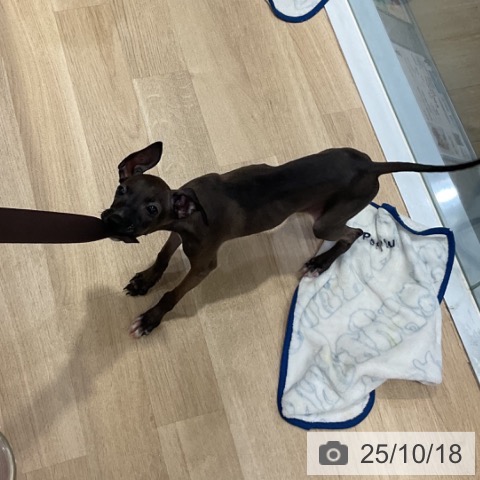 イタリアン・グレーハウンドの写真