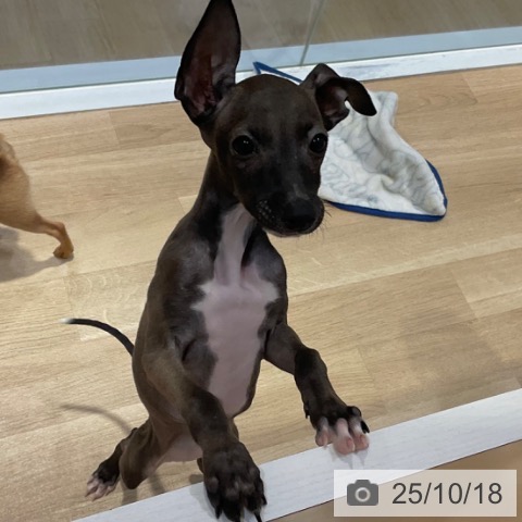 イタリアン・グレーハウンドの写真