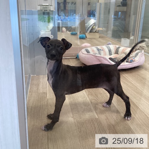 イタリアン・グレーハウンドの写真