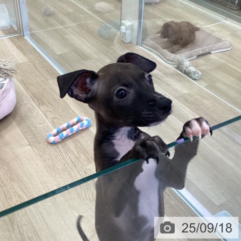 イタリアン・グレーハウンドの写真