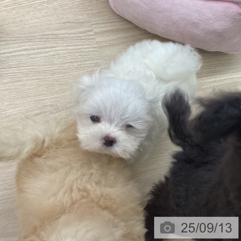 マルチーズの写真
