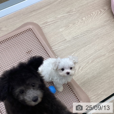 マルチーズの写真