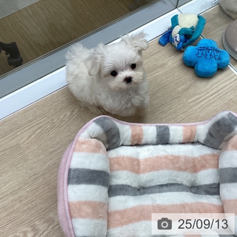 マルチーズの写真