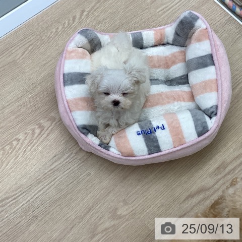 マルチーズの写真