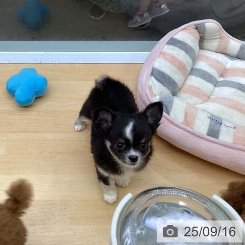 チワワの写真