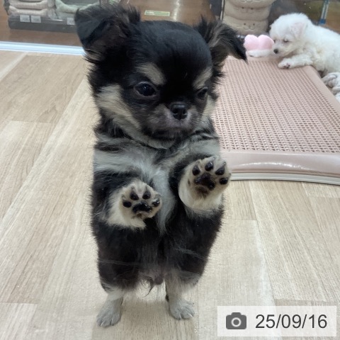 チワワの写真