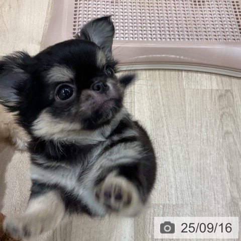 チワワの写真