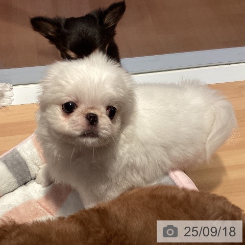 ペキニーズの写真