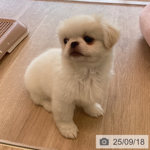 ペキニーズの写真