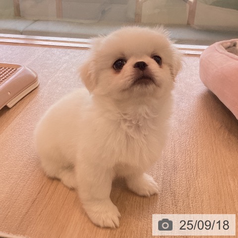 ペキニーズの写真
