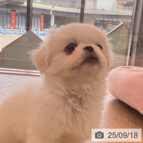 ペキニーズの写真