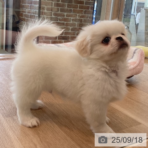 ペキニーズの写真