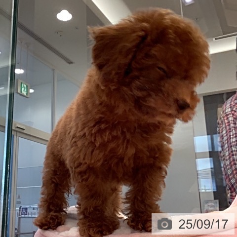 トイ・プードルの写真