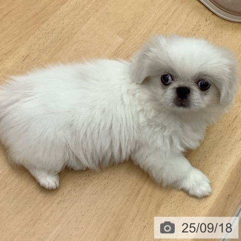 ペキニーズの写真