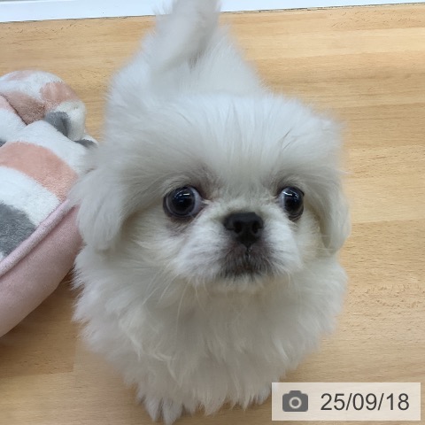 ペキニーズの写真