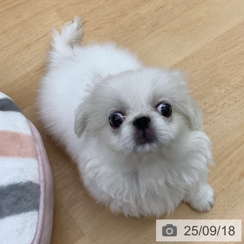 ペキニーズの写真