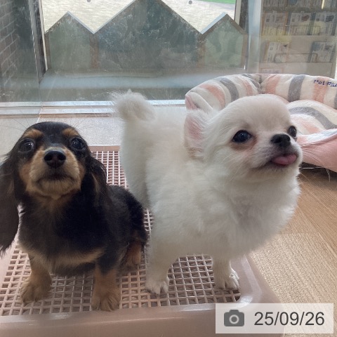 カニーンヘン・ダックスフンドの写真