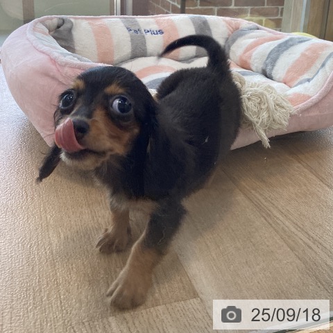 カニーンヘン・ダックスフンドの写真