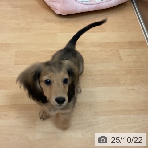 カニーンヘン・ダックスフンドの写真