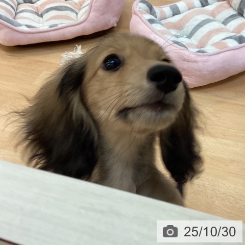 カニーンヘン・ダックスフンドの写真