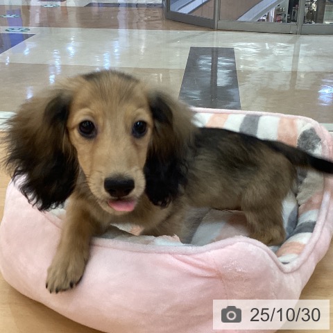 カニーンヘン・ダックスフンドの写真