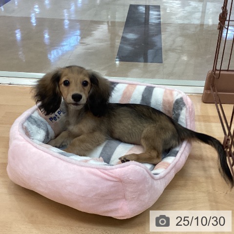 カニーンヘン・ダックスフンドの写真