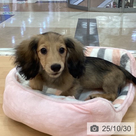 カニーンヘン・ダックスフンドの写真