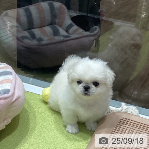 ペキニーズの写真