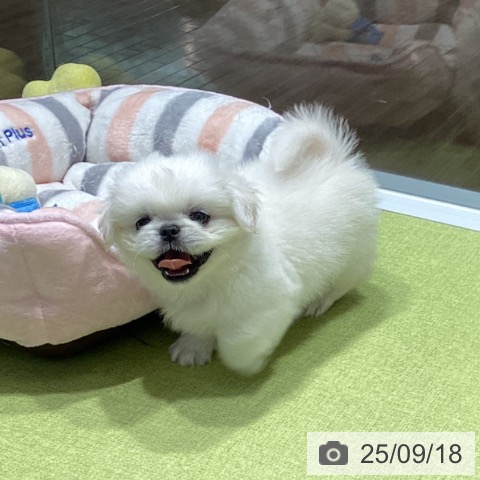 ペキニーズの写真