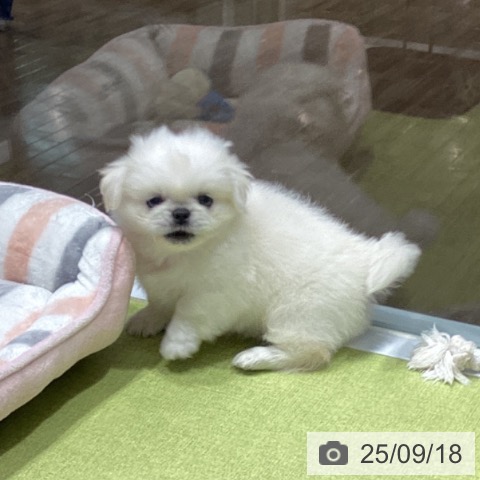 ペキニーズの写真