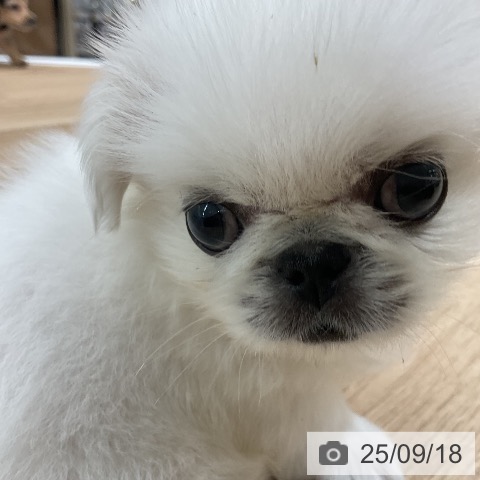 ペキニーズの写真