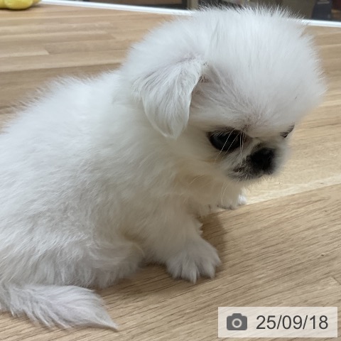 ペキニーズの写真