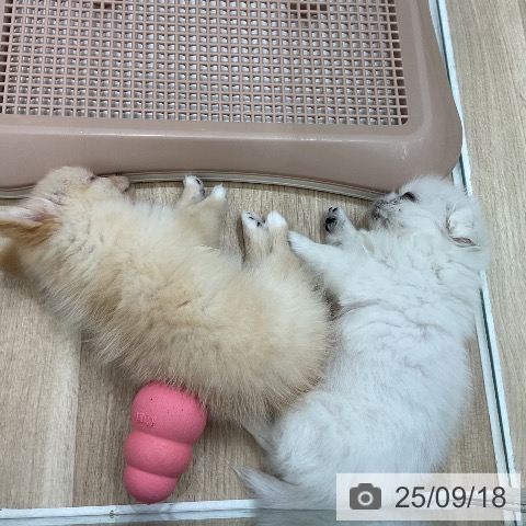 ペキニーズの写真