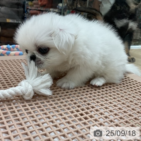 ペキニーズの写真