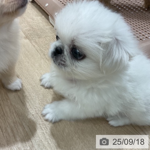 ペキニーズの写真