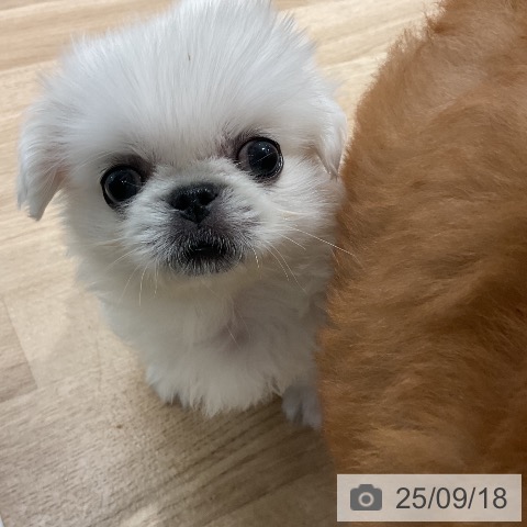 ペキニーズの写真