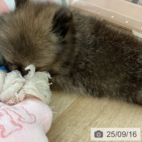 ポメラニアンの写真
