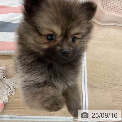 ポメラニアンの写真
